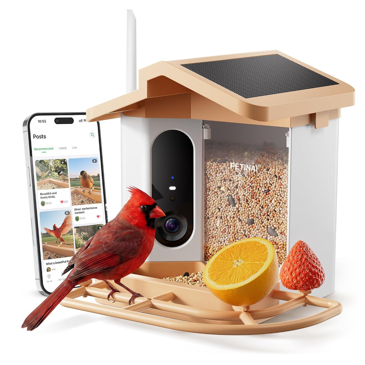 PETINAI smart bird feeder with 4K camera on a seed tray, app showing live bird posts on a phone beside it
