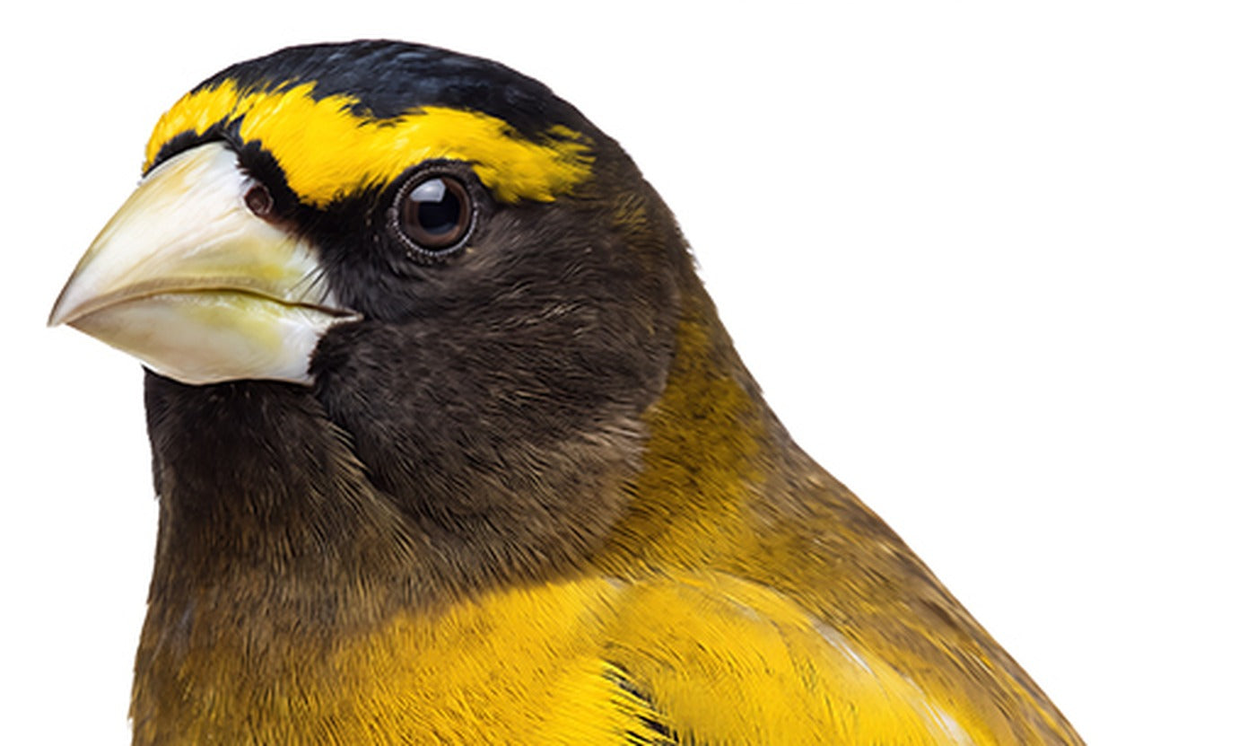 Close-up detail of a goldfinch showing the camera resolution