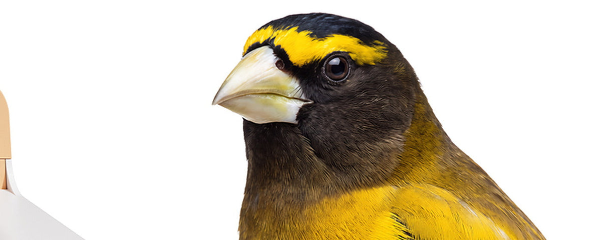 Close-up detail of a goldfinch showing the camera resolution