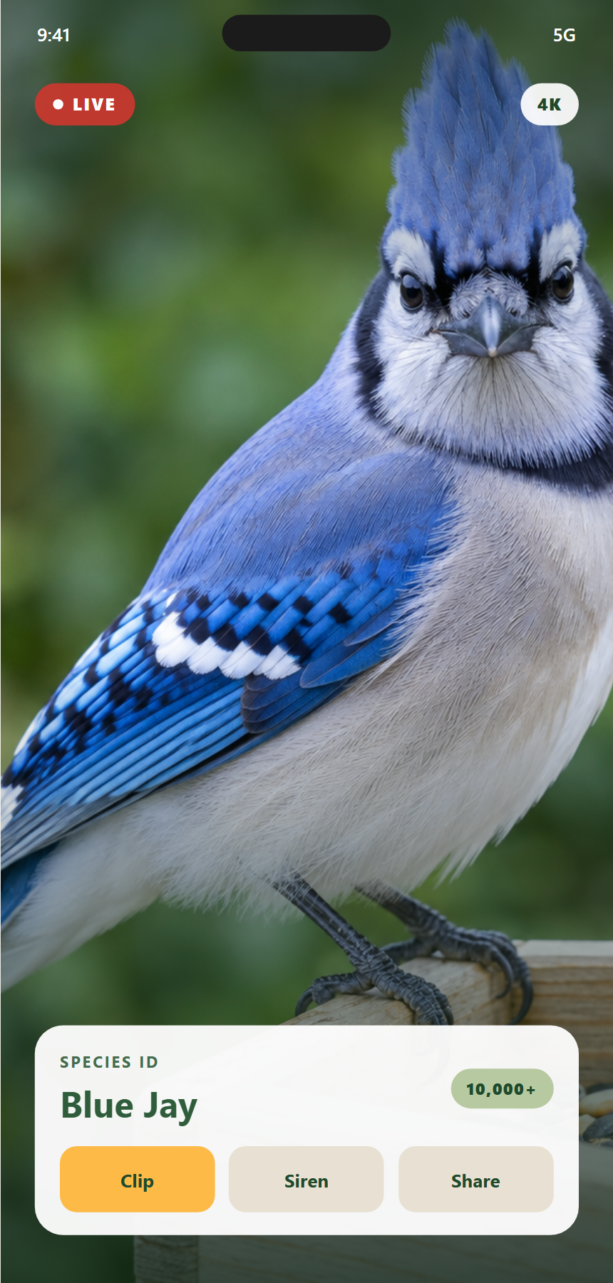 App screen showing the live 4K view of a blue jay at the feeder with the species identified as Blue Jay