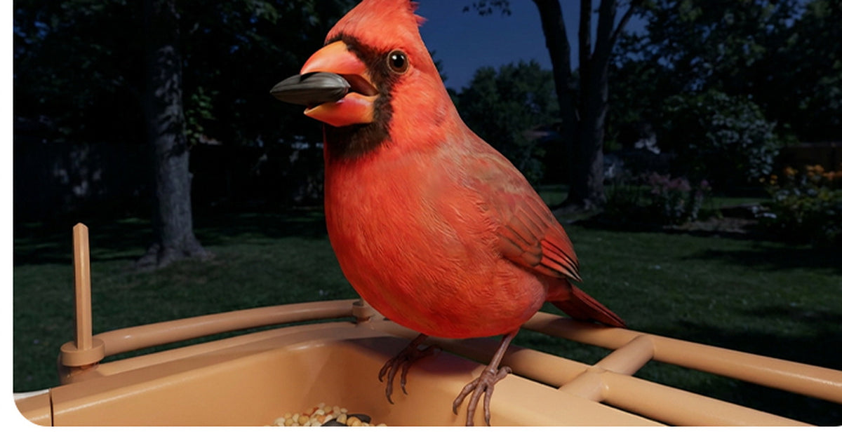 Nighttime colour footage of a cardinal in complete darkness